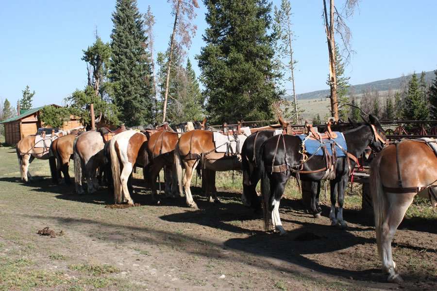 Horseback Rides