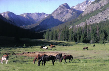 porcupine camp