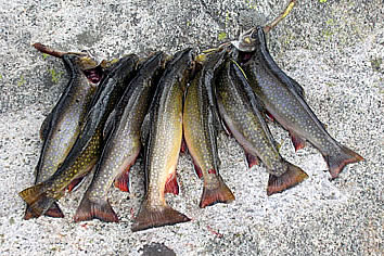 wyoming brook trout